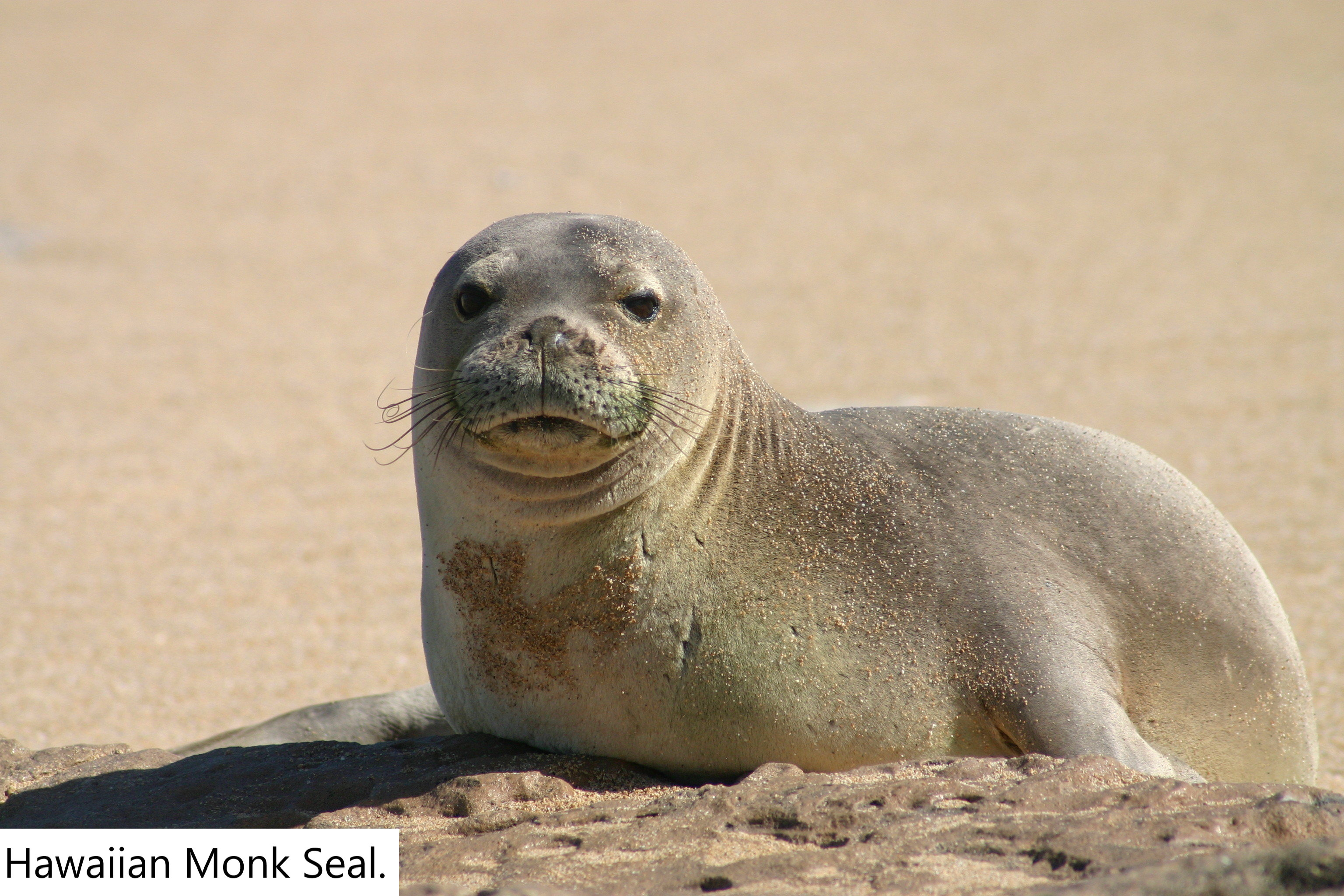 Hawaiian Monk Seal.